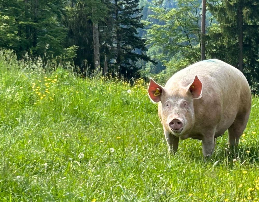 Glückliche Schweine auf einer Weide